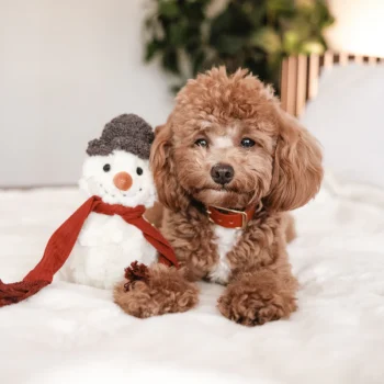 Alternative view of Snowman